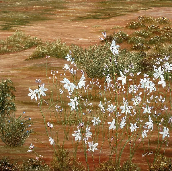 Liliaceae. Angeles M. Pomata