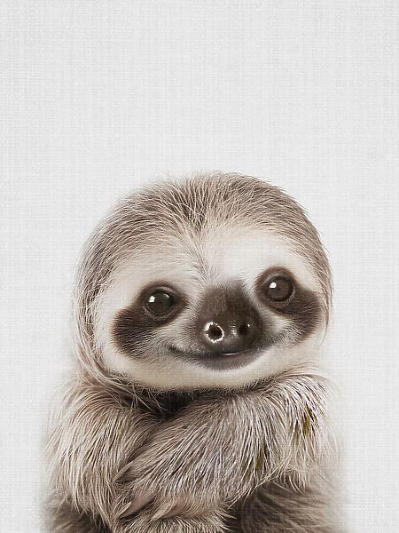 Peekaboo Baby Sloth