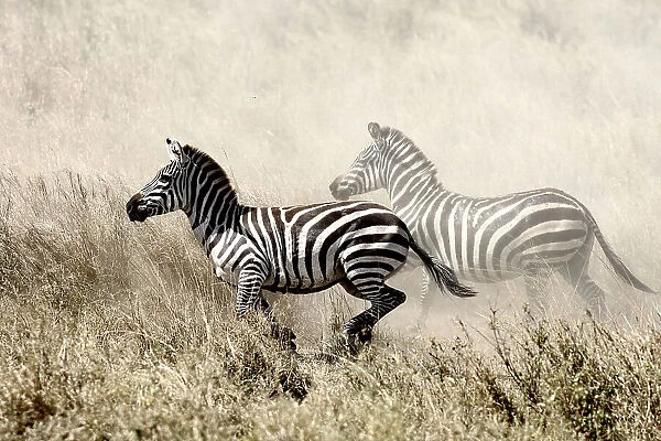 The Zebra Chase
