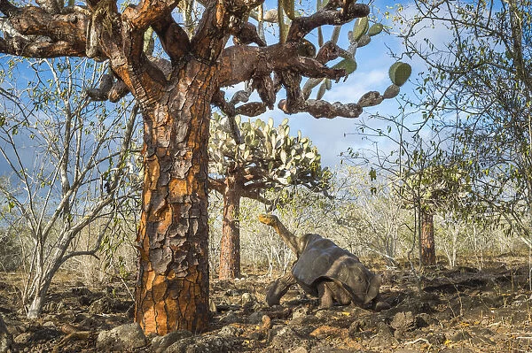 Espanola saddelback tortoise (Chelonoidis hoodensis) walking through Tree prickly pears