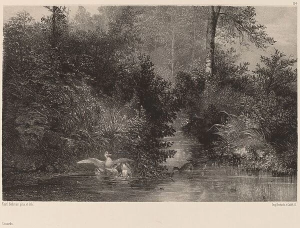 Canards, 1861  /  1866. Creator: Karl Bodmer