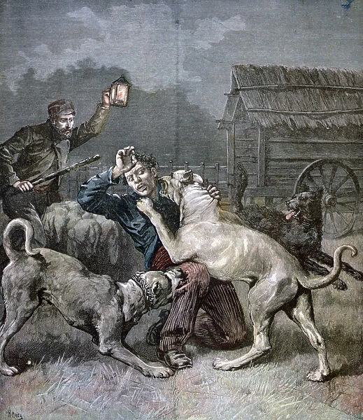 A criminal attacked by three large dogs, 1891. Artist: Henri Meyer