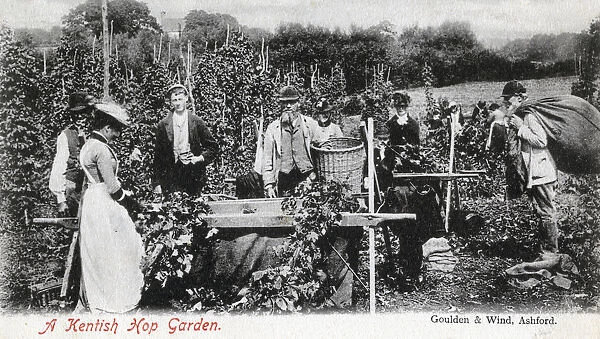 A Kentish hop garden, 1905. Artist: Goulden and Wind