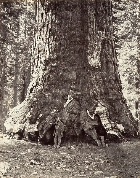 Section of the Grizzly Giant, 101 feet circumference, 1865-66, printed ca. 1876