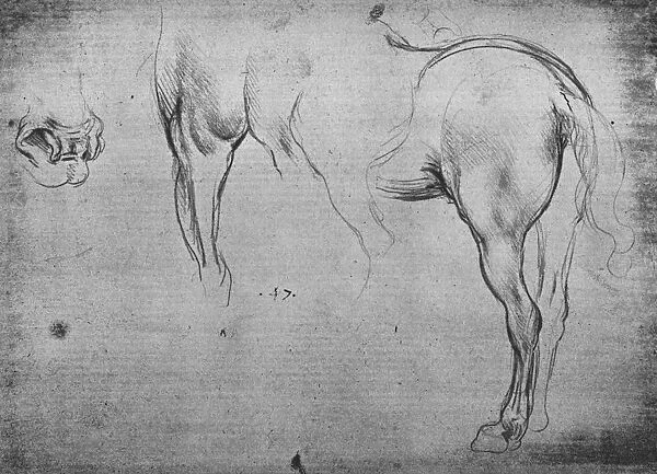 Three Sketches of a Horses Hind-Quarters and one of its Nostrils, c1480 (1945). Artist: Leonardo da Vinci
