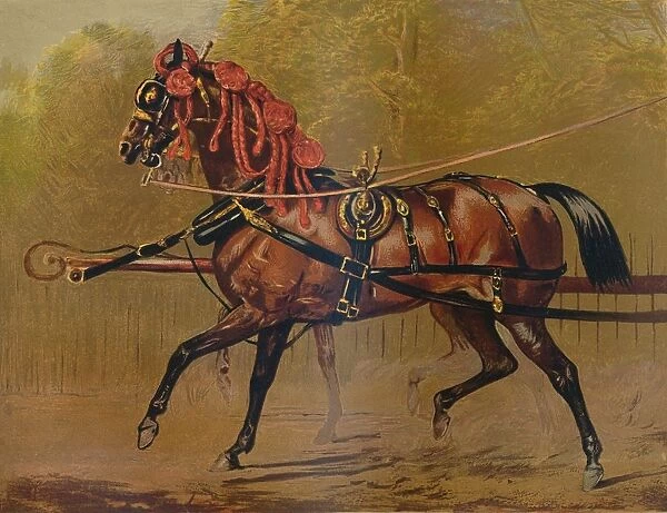 A State Carriage Horse, c1879. Creator: Unknown