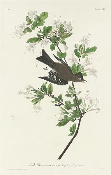 Wood Pewee, 1831. Creator: Robert Havell
