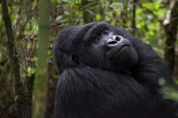 An adult mountain gorilla, Gorilla gorilla beringei, rests in a bamboo forest
