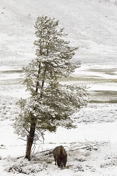 A Buffalo Alone In A Winter Landscape In Lamar Valley In Yellowstone National Park; Wyoming, Usa