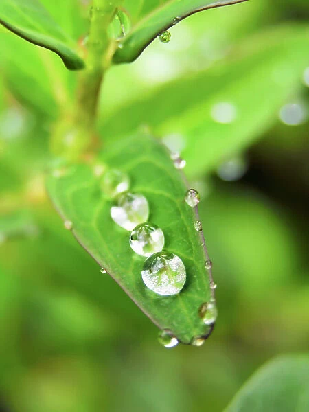 Close Views Green Water Dew Rain Raindrops Leaves