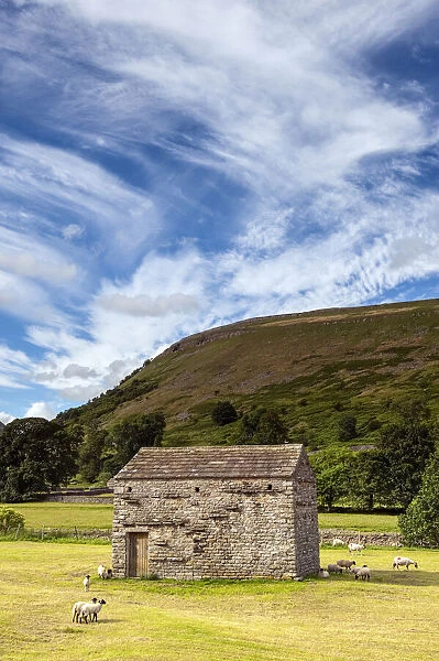 Dales barn in newly harvested meadow, looking up Crackpot Ghyll on the River Swale, England