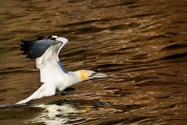 Gannet Flying Away From Water Level After Missing A Fish It Had Dived For; Perce, Quebec, Canada