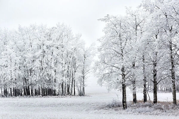 Groupings of heavily frosted trees in a field; Alberta, Canada