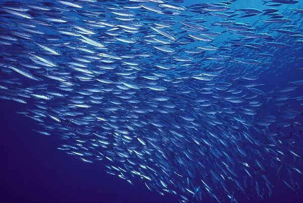 Hawaii, Mackerel Scad, Opelu (Decapturus Maruodsi) Swims In Large School