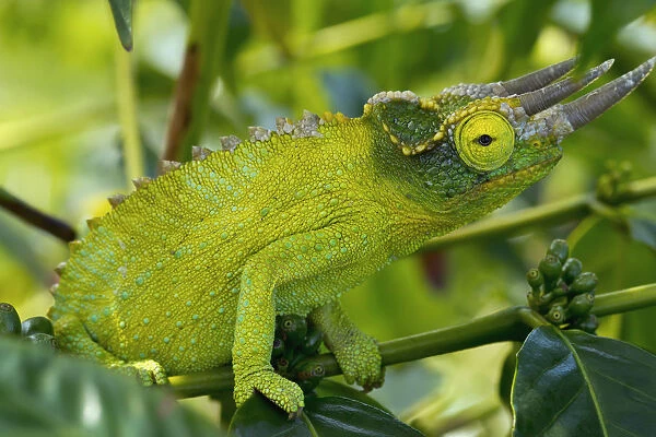 Jackson chameleon (trioceros jacksonii) hides in the coffee trees; Holualoa hawaii united states of america