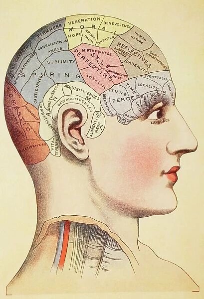 A Phrenological Map Of The Human Brain. From Virtues Household Physician, Published London 1924