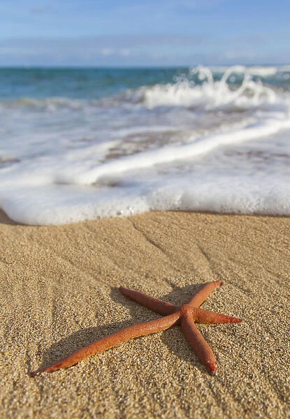 A Red Live Finger Starfish, Also Known As Linckia Sea Star, Found Along A Sandy Beach With White Ocean Tide Washing Up; Honolulu, Oahu, Hawaii, United States Of America