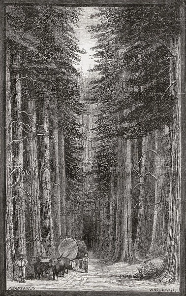 Scene in a forest of giant conifers on the Sierra Nevada, United States of America. From Longmans New Geographical Readers, published 1892