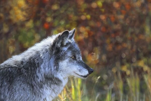 Wolf (Canis Lupus); Golden, British Columbia, Canada