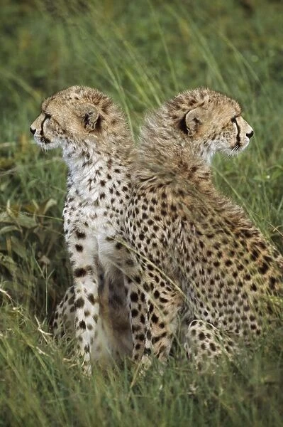 Young Cheetahs In Grassland Habitat, Africa
