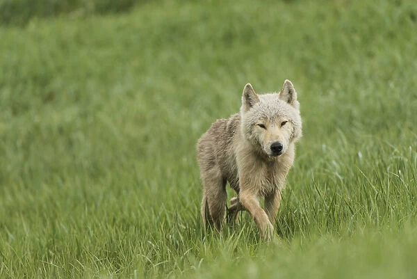 Young Wolf In Grasses In Kukak Bay, Katmai National Park & Preserve, Alaska