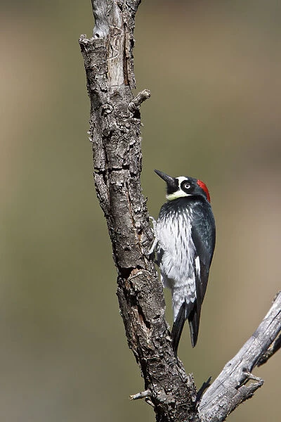 Acorn Woodpecker (Melanerpes formicivorus), New Mexico, USA