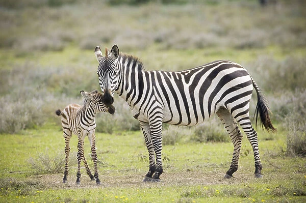 Plains Zebra (Equus quagga) with new born calf, Tanzania, Serengeti National Park