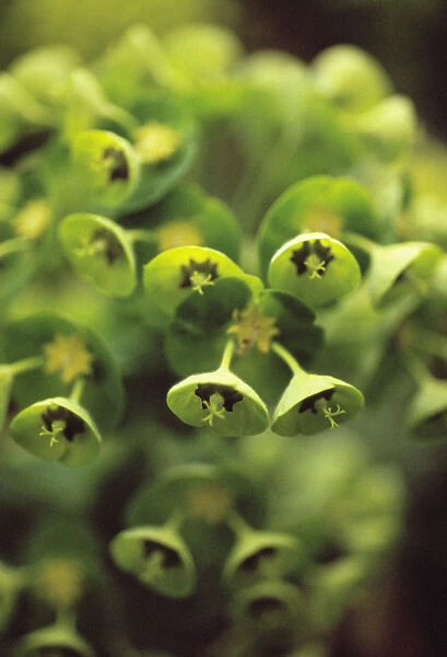CS_1643. Euphorbia characias wulfenii. Euphorbia  /  Spurge. Green subject. Green b / g