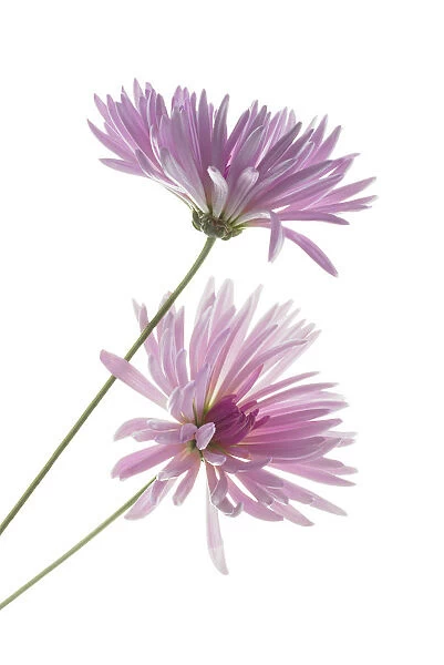 CS_2318. Chrysanthemum Pink biaritz. Chrysanthemum. Pink subject. White b / g