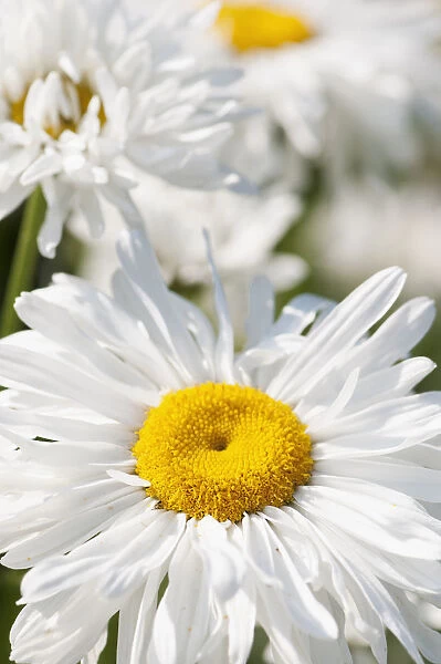 Daisy, Ox-eye daisy, Leucanthemum x superbum Snowdrift, Close view of flowers