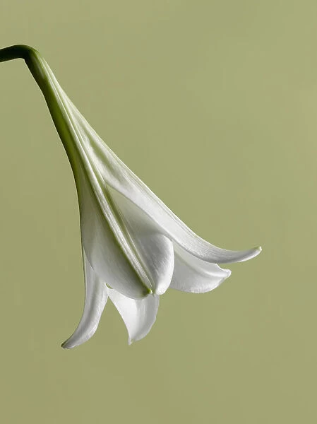 Lily, Easter lily, Lilium longiflorum