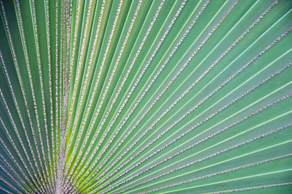 LW_0024. Palm - Fan palm. Green subject