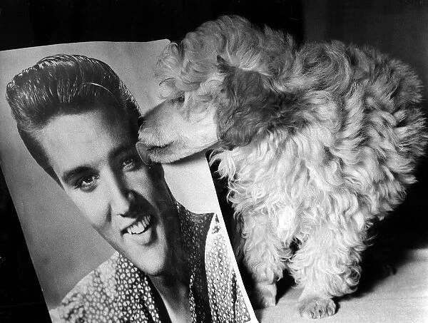 Animals Dogs Toy Poodle Teddy Bear Elvis Presley October 1960 10 week old Golden
