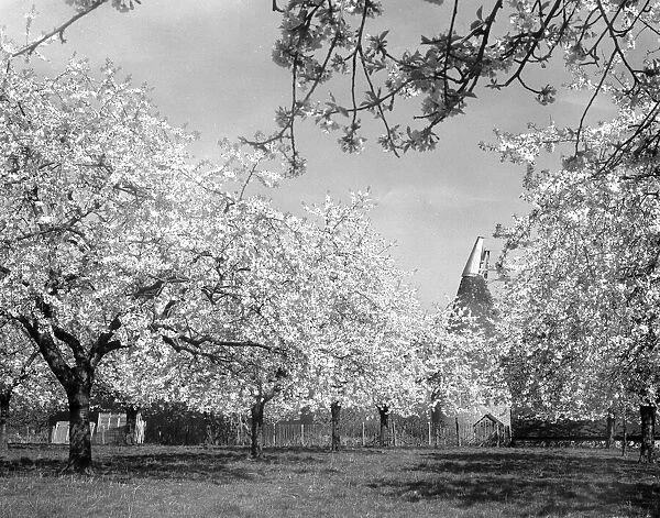English Orchard and Oast House, Kent in bloom. july 11 1932 Oast Houses