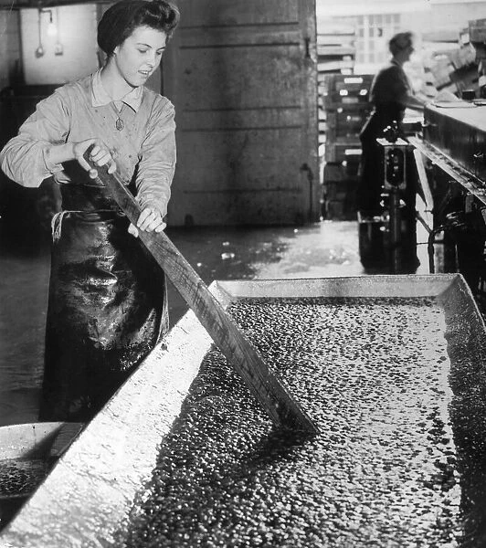 A female factory worker stirring strawberries to be made into jam at Wisbech Smedleys