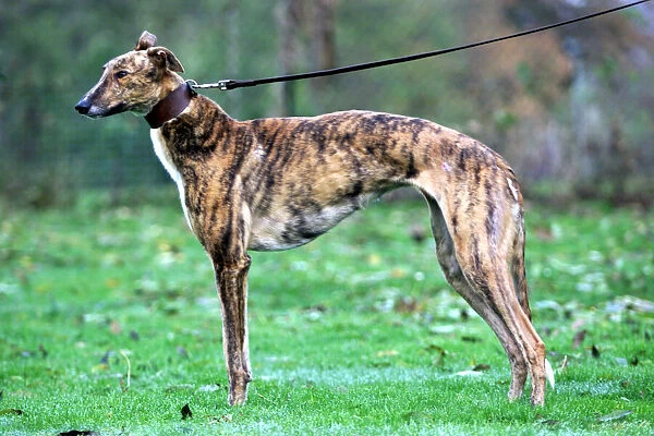 Flash Greyhound Racing Dog, November 1999 owned by Linda