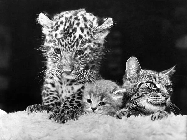 A Jaguar cub with a cat and young fluffy kitten. July 1979 P004053