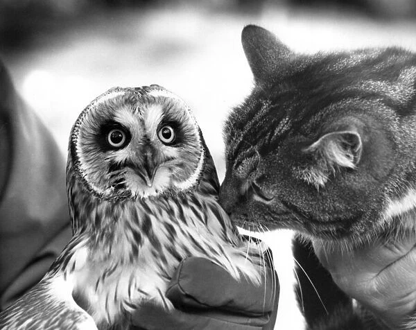 This Shor Eared Owl has made friends with this cat