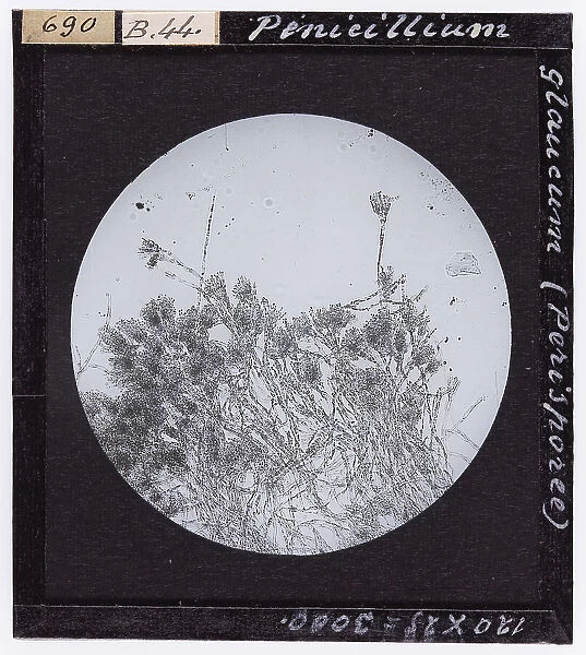 Penicillium glaucum: fungus belonging to the Perisporea species. Enlarged under a microscope