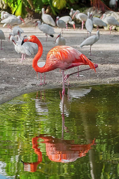 Florida, Davie, Flamingo Gardens (west of Fort Lauderdale)