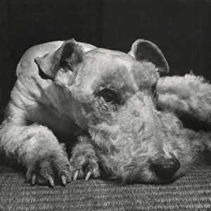 Airedale terrier resting on the floor