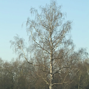 Alnus glutinosa, alder tree