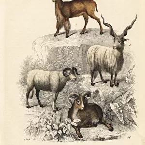 Argali, sheep, Racka sheep and Barbary sheep