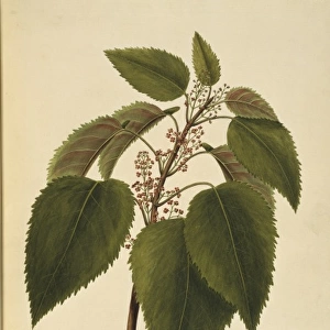 Aristotelia serrata, wineberry tree