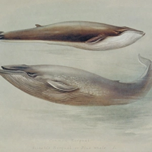 Balaenoptera musculus, blue whale and Balaenoptera physalus
