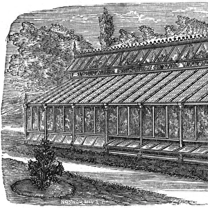 Beards greenhouse