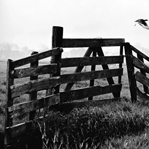 Bird flying across a misty field in Holland