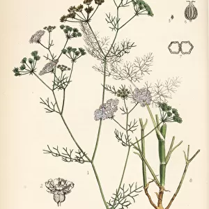 Bishops weed or carom, Trachyspermum ammi