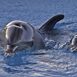 Bottlenose Dolphin - mother and newborn baby /