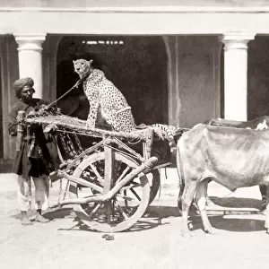 Cheetah on bullock cart with handler, India, c. 1860 s